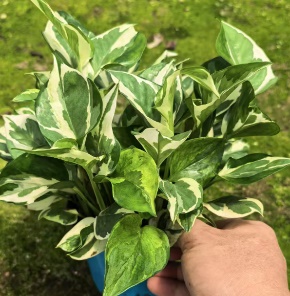 Эпипремнум н джой 11 20 (предзаказ)