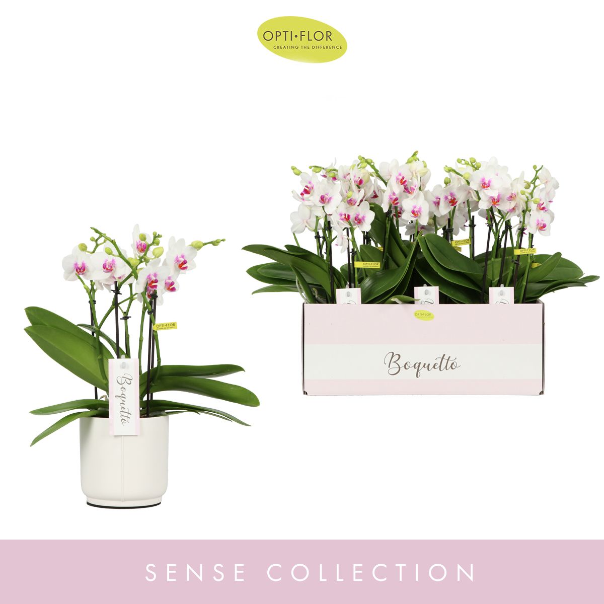 Boquetto Passione 3-5 spike in Lazio White, D 12 cm