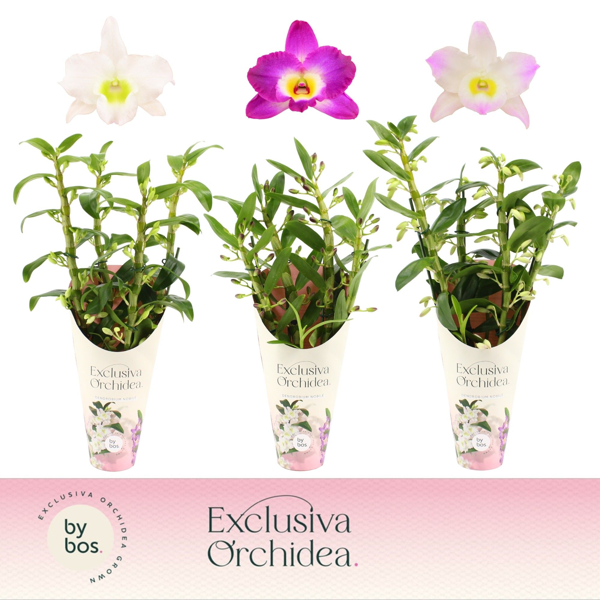 Dendrobium Nobilé, Mix 4-spike 'Exclusiva Orchidea' Potcover, D 12