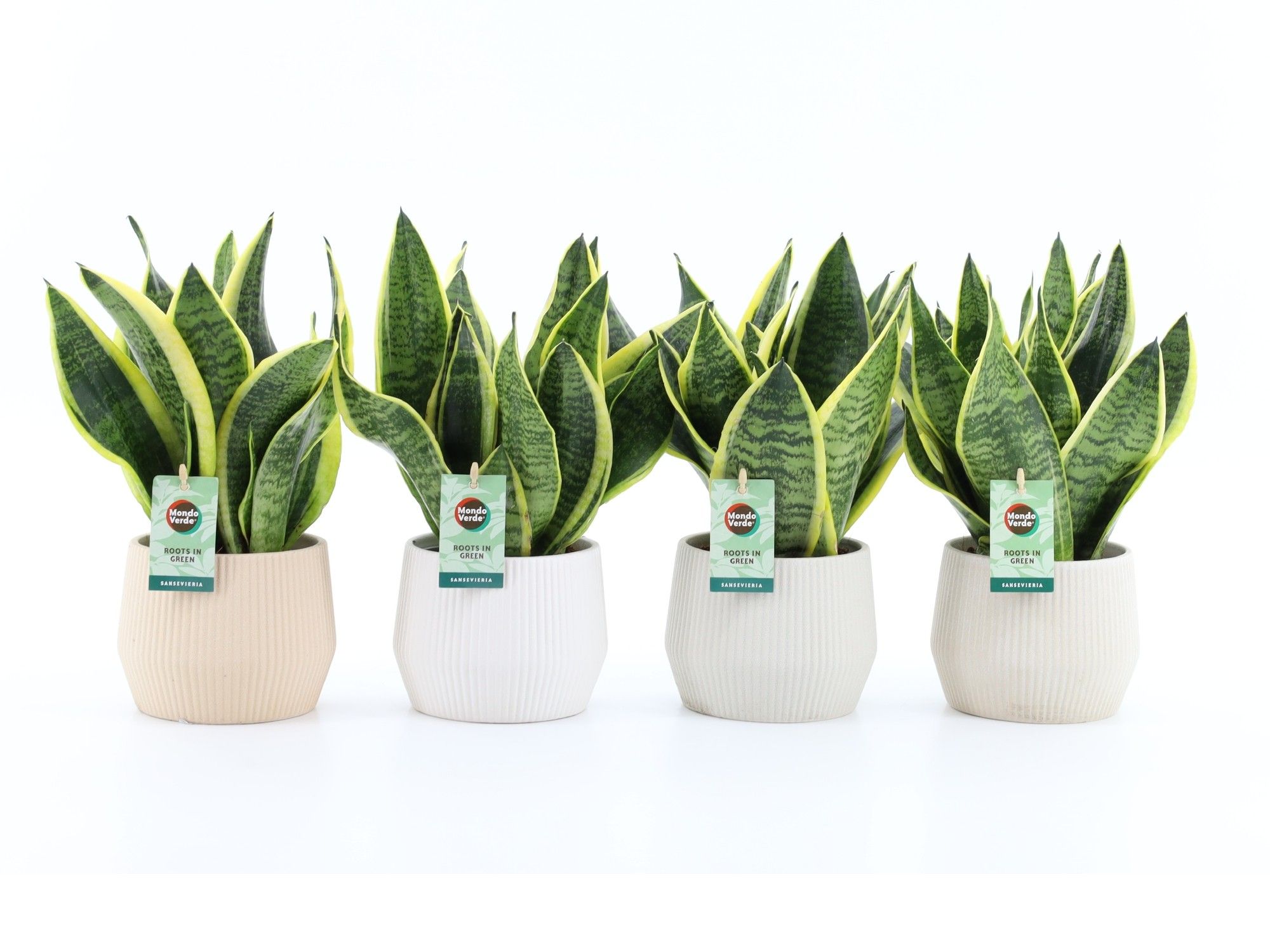 Sansevieria 'Futura Superba' in Sandy keramiek, D 15