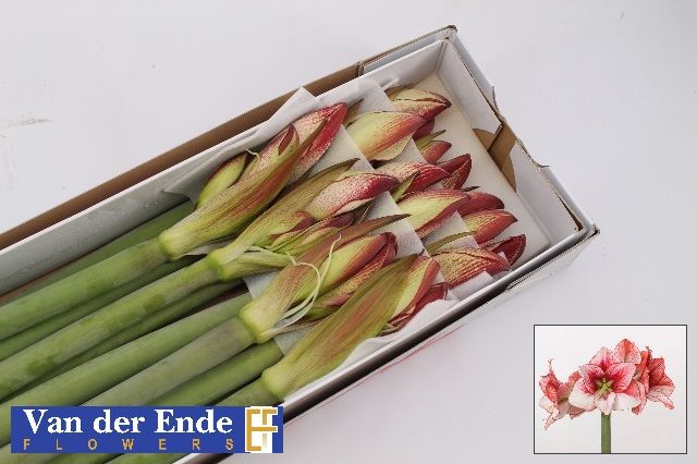 Амарилис Шоумастер (светло-роз.) x15, шт.