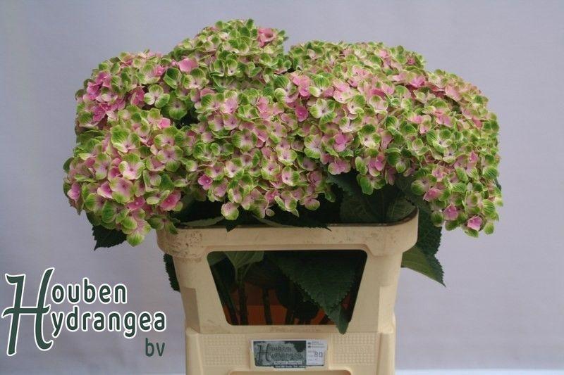 Гортензия Мэджикал Аметист 80, шт.