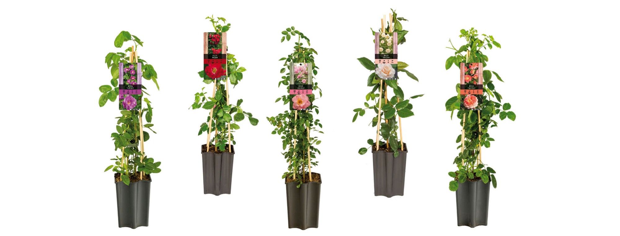 Mix CC Rosa +light label, D 15