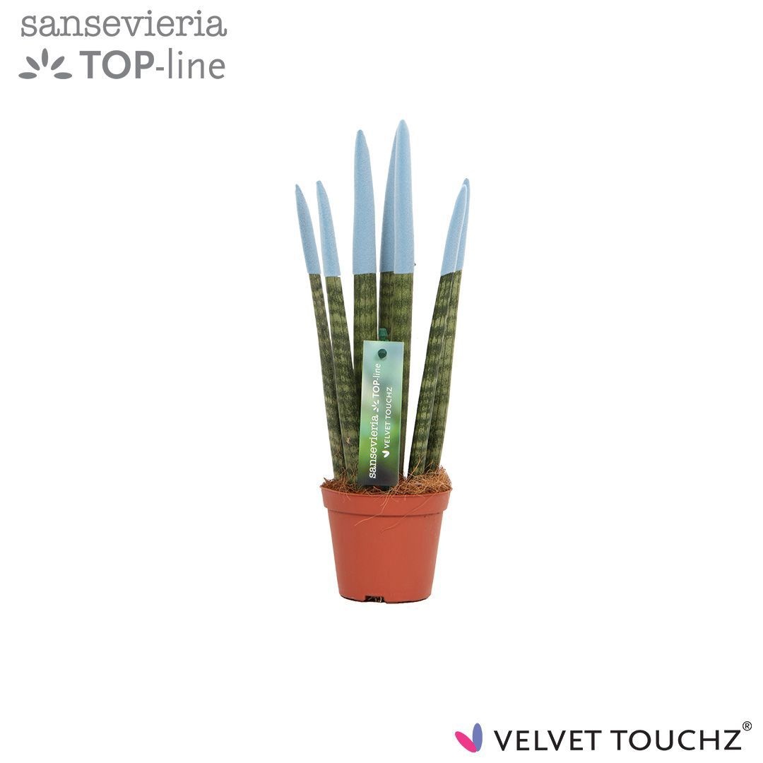 Sansevieria VELVET TOUCHZ® Pastel Blauw, D 8,5