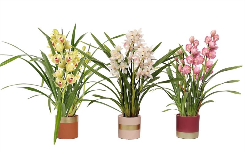 Dolomite p12 Horizon nude mix Cymbidium mix 3T15+, D 12