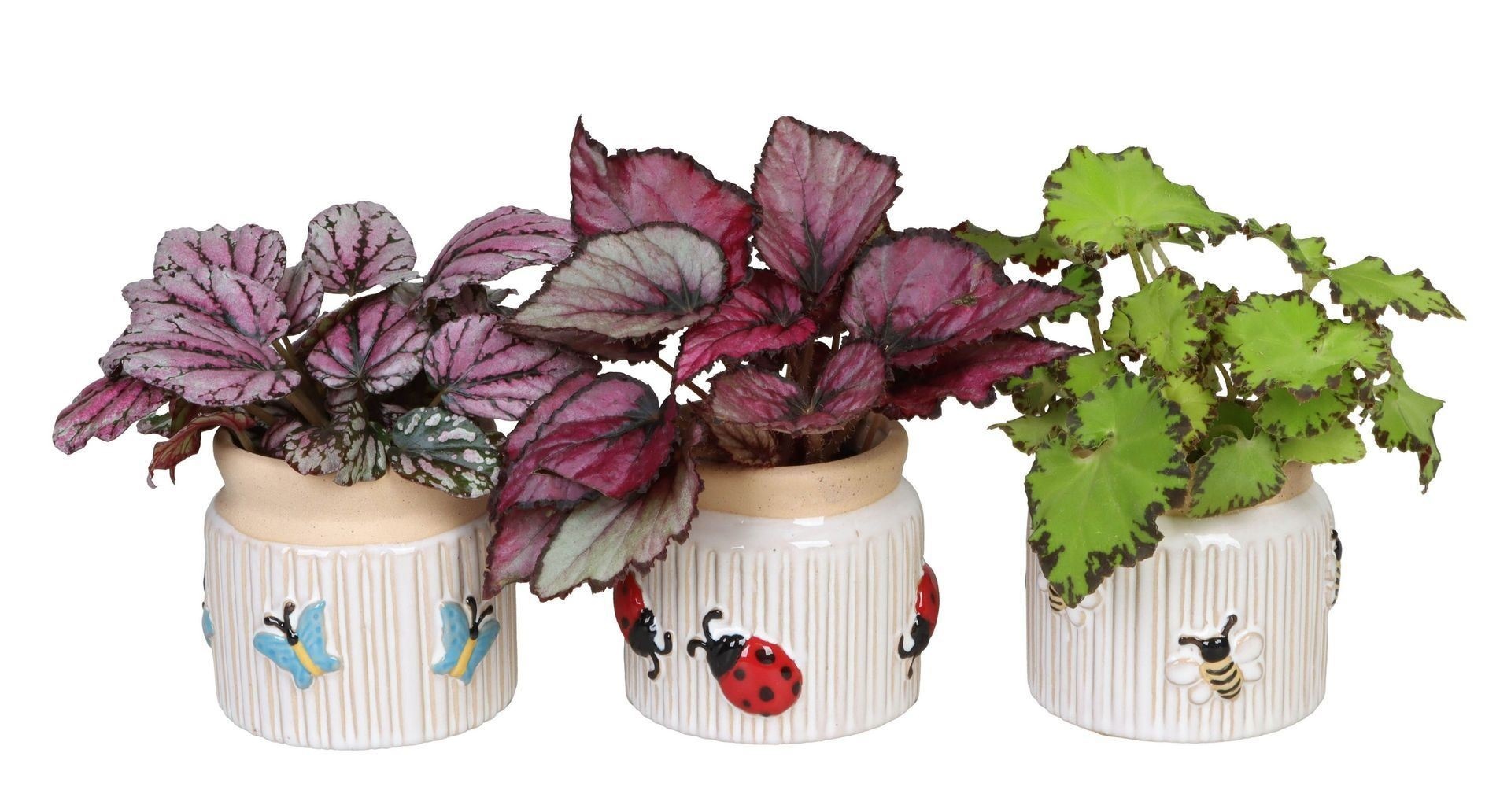 L 66636 with Begonia Rex Mix 6 cm, D 6