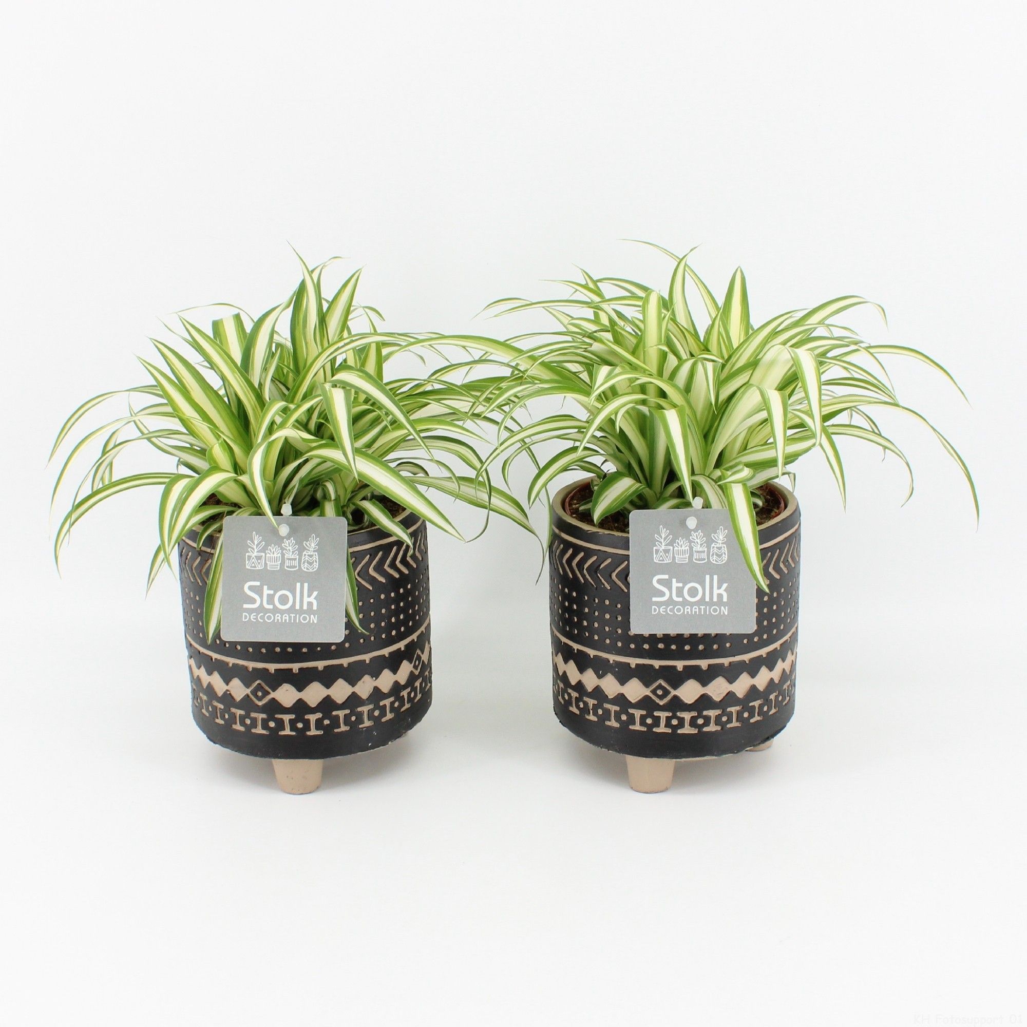 Chlorophytum comosum Variegatum in Maya pot, D 13