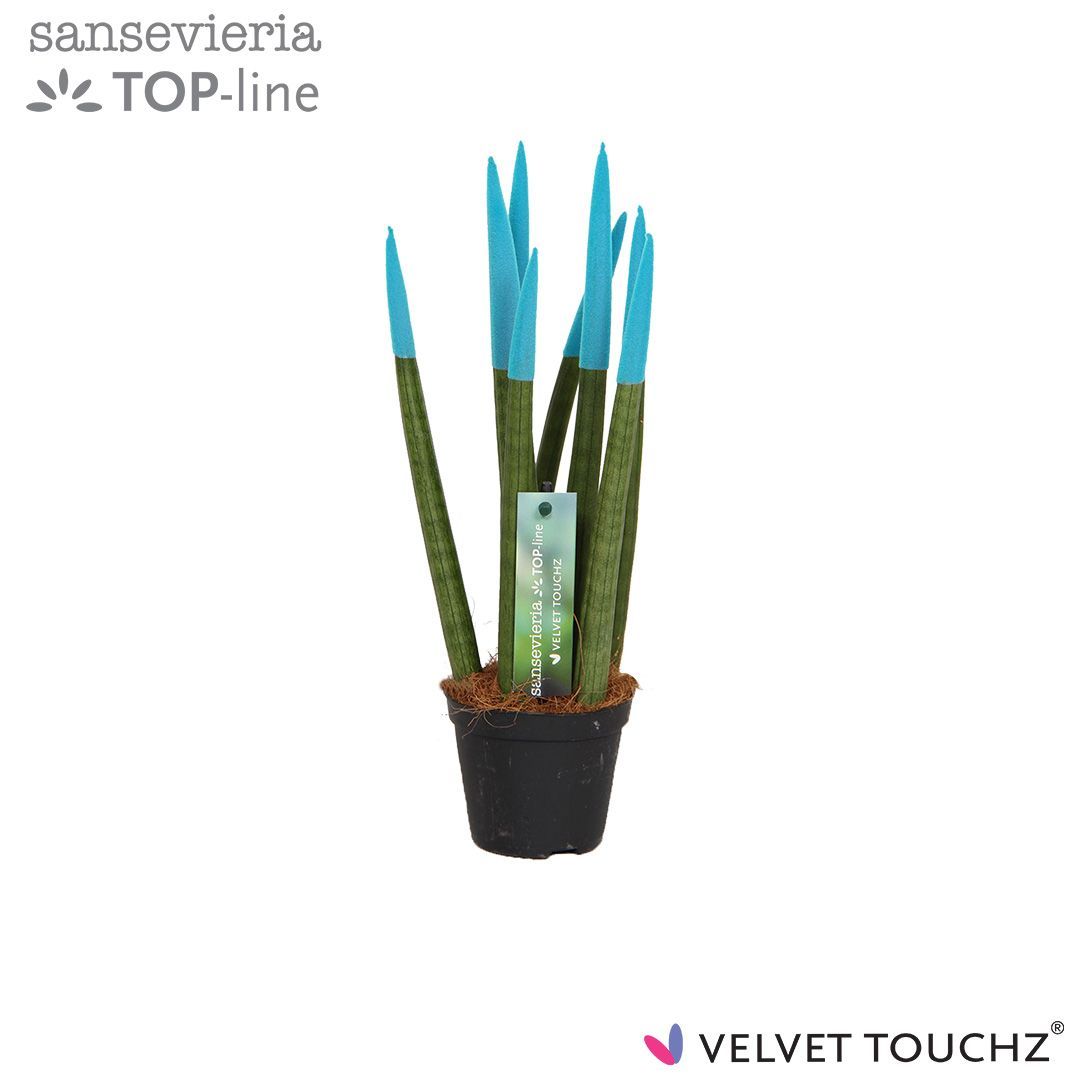 Sansevieria VELVET TOUCHZ® Aqua, D 8,5