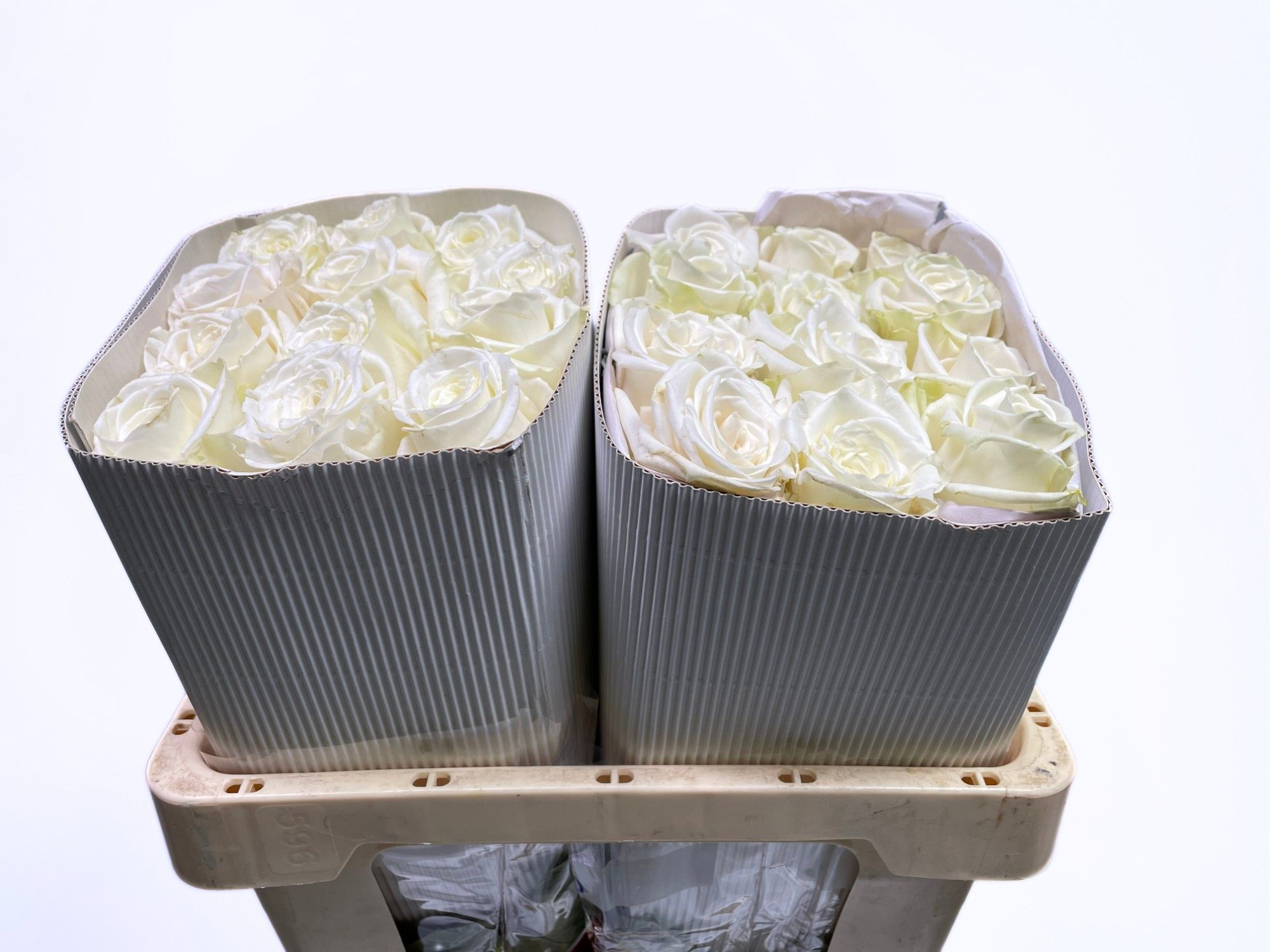 Роза од. Плая Бланка 60, шт.