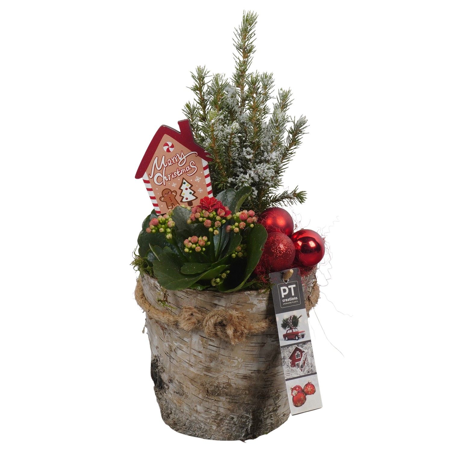 PTCHR7347 Arrangement Christmas Red in houten pot, D 15 cm