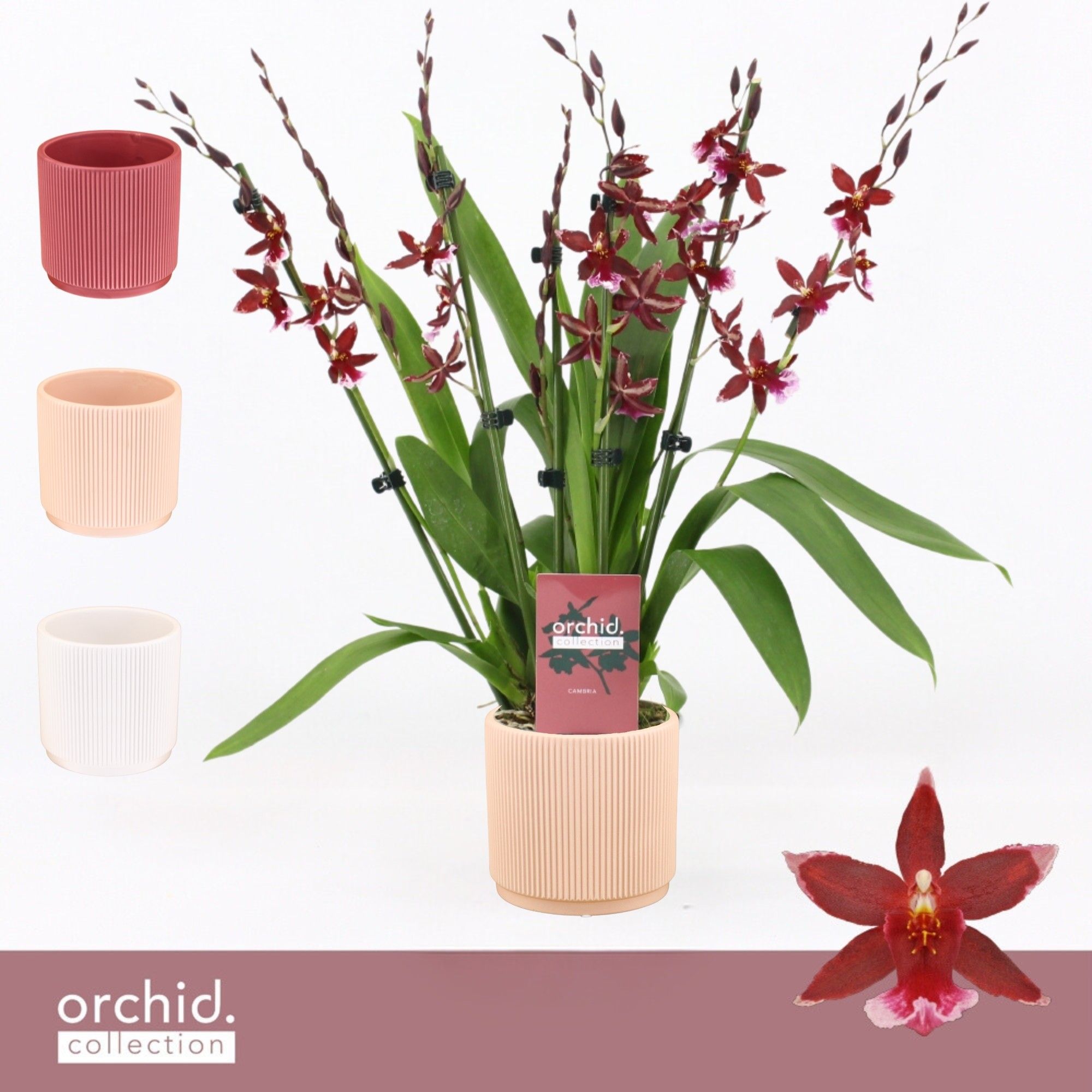 Barrocco Red, 7+ spike Compact in Horizon Ribble 'Orchid Collection', D 12