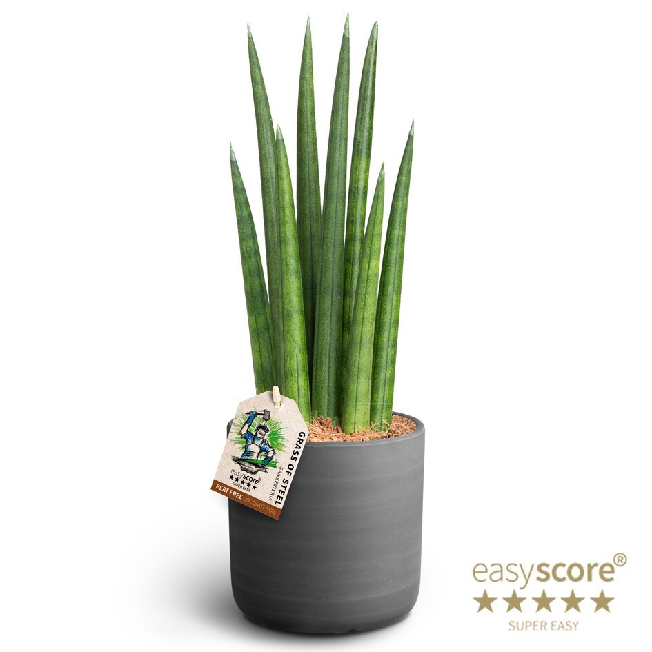 SANSEVIERIA CYLINDRICA 41125050 Raw B Rocket, D 12 cm