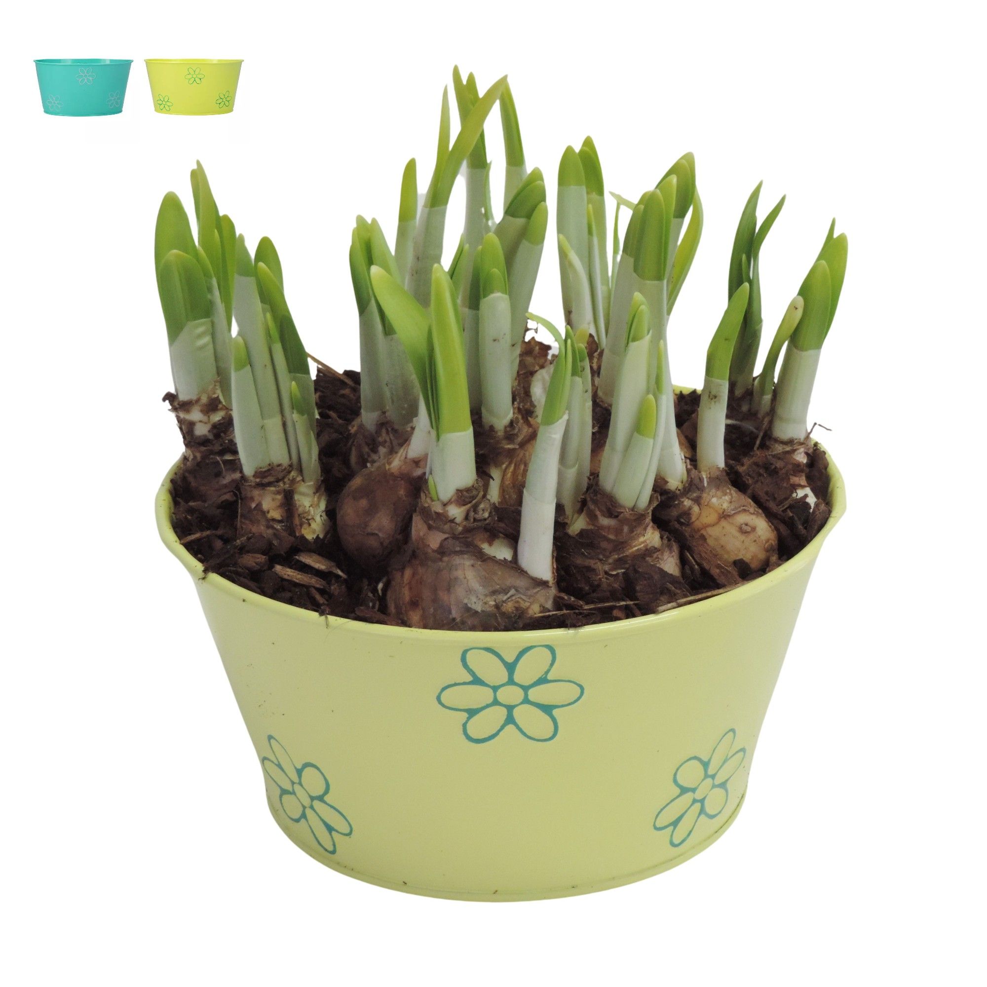 Collectie Daisy Narcis in Zink 18 cm, D 18