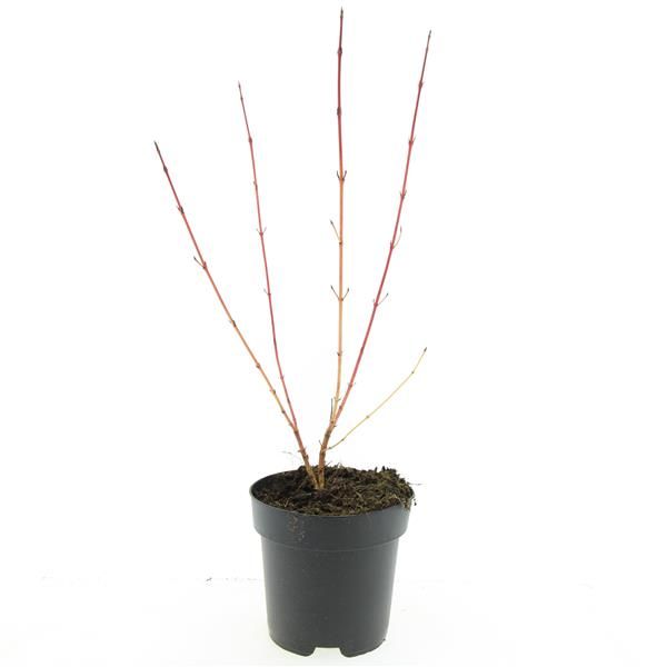 Cornus sang. 'Anny's Winter Orange', D 17