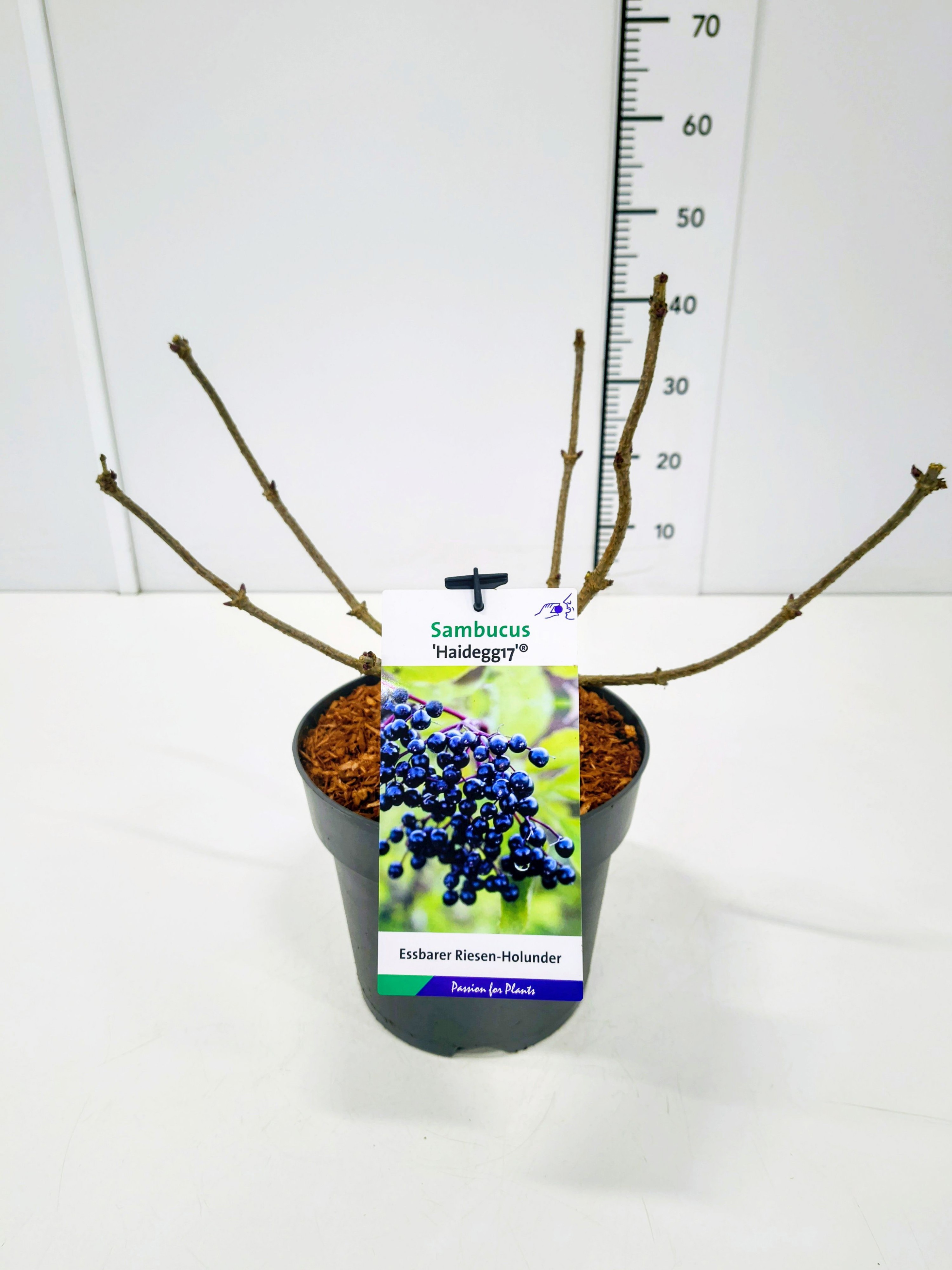 Sambucus nigra 'Haidegg' 30-40C5, D 23