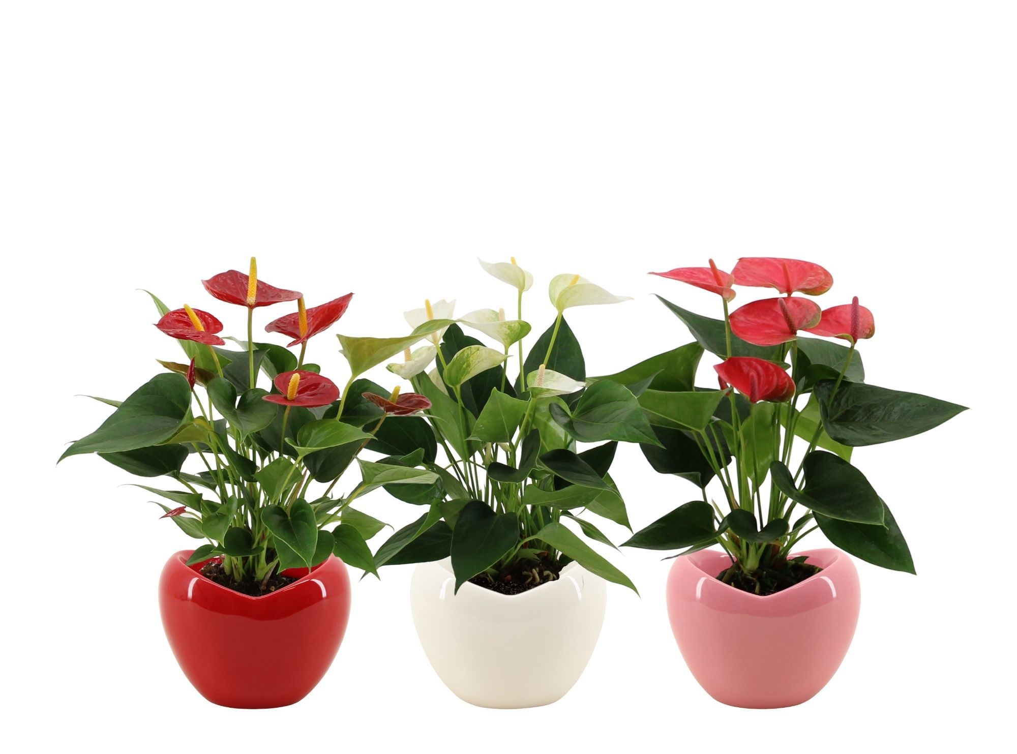 Anthurium 3 color mix in Paris ceramics, D 12