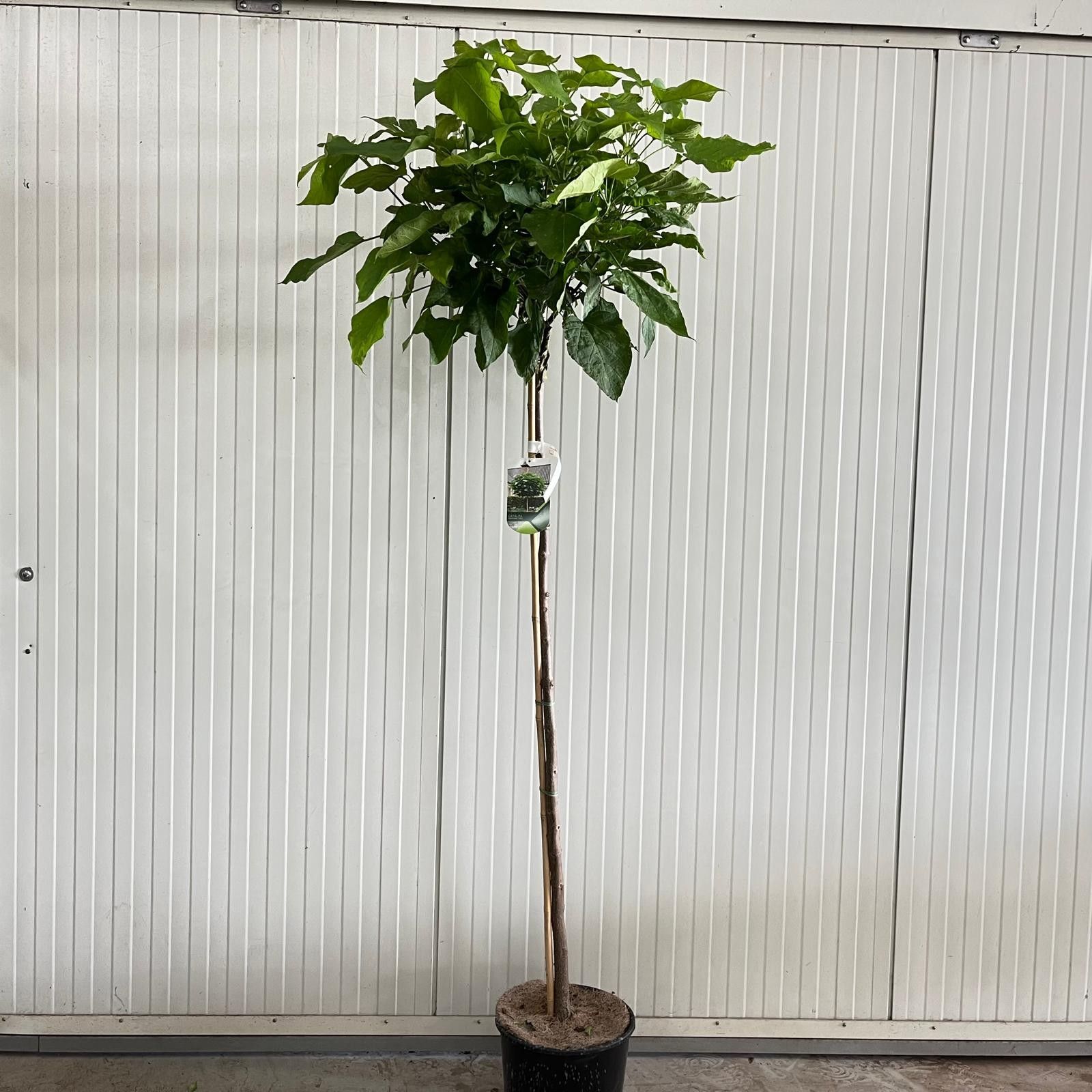 Catalpa bignon. 'Nana' stam 150, D 32