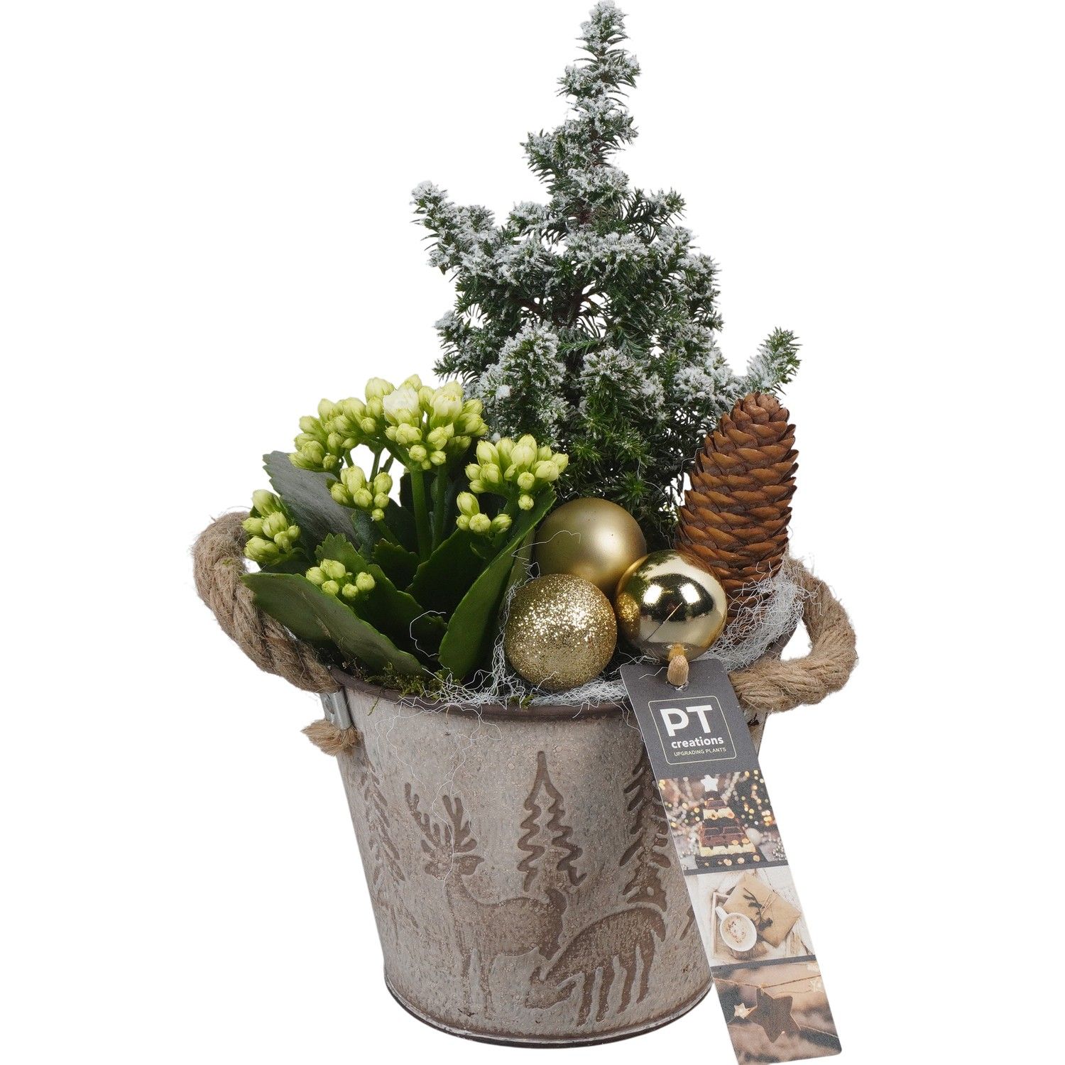 PTCHG5667 Arrangement Christmas Gold in metaal pot, D 13 cm