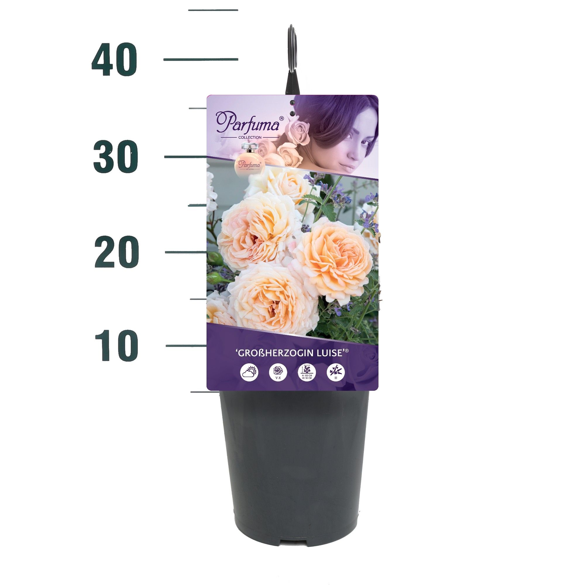 Rosa 'Grossherzogin Luise' - Struik - C3rp - Parfuma, D 19