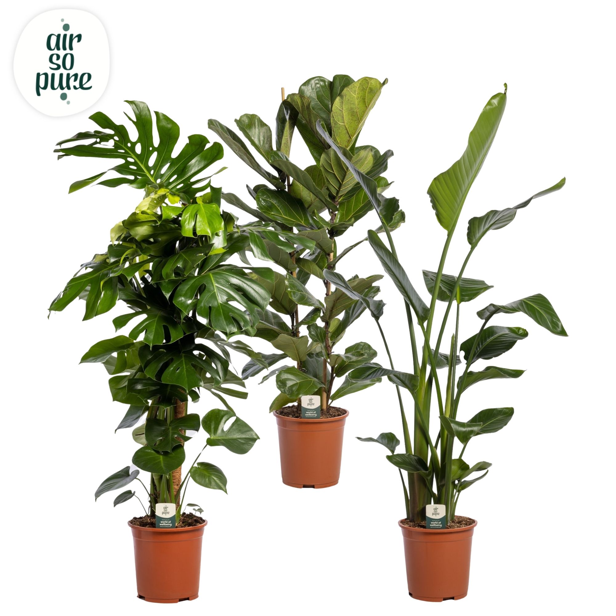 Groen Mix p27 LUXE (Air So Pure), D 27