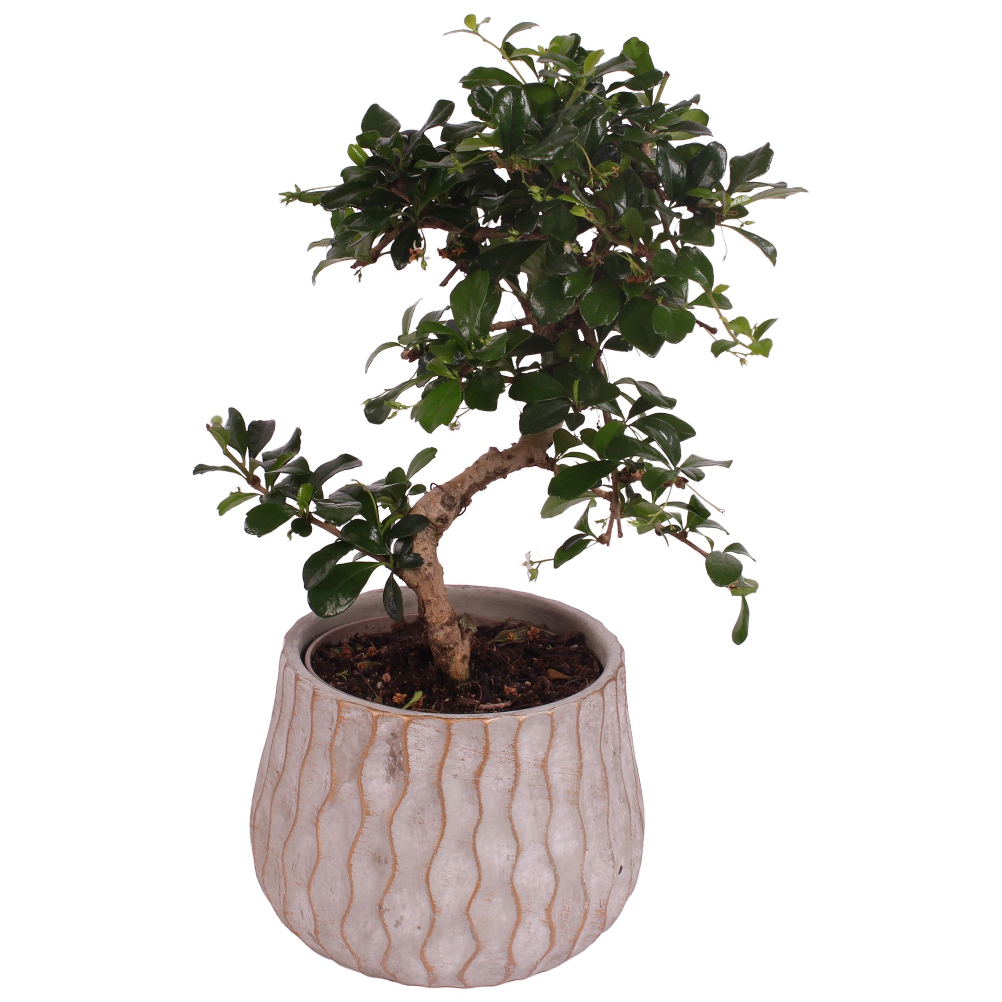 Bonsai Indoor Mix Ø12cm S-Shape in Ø 16cm Ceramic PL569, D 16