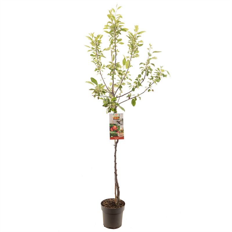 Malus dom. Braeburn halfstam Handappel, D 27