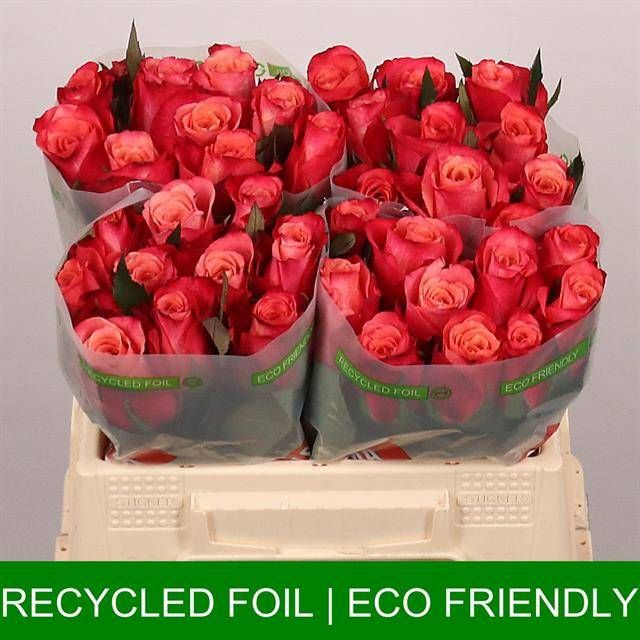 Роза од. Хелен 35, шт.