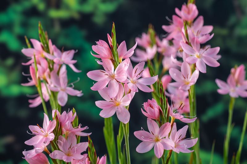 Schizosylis coc.Mrs Hegarty (18x18), D 18