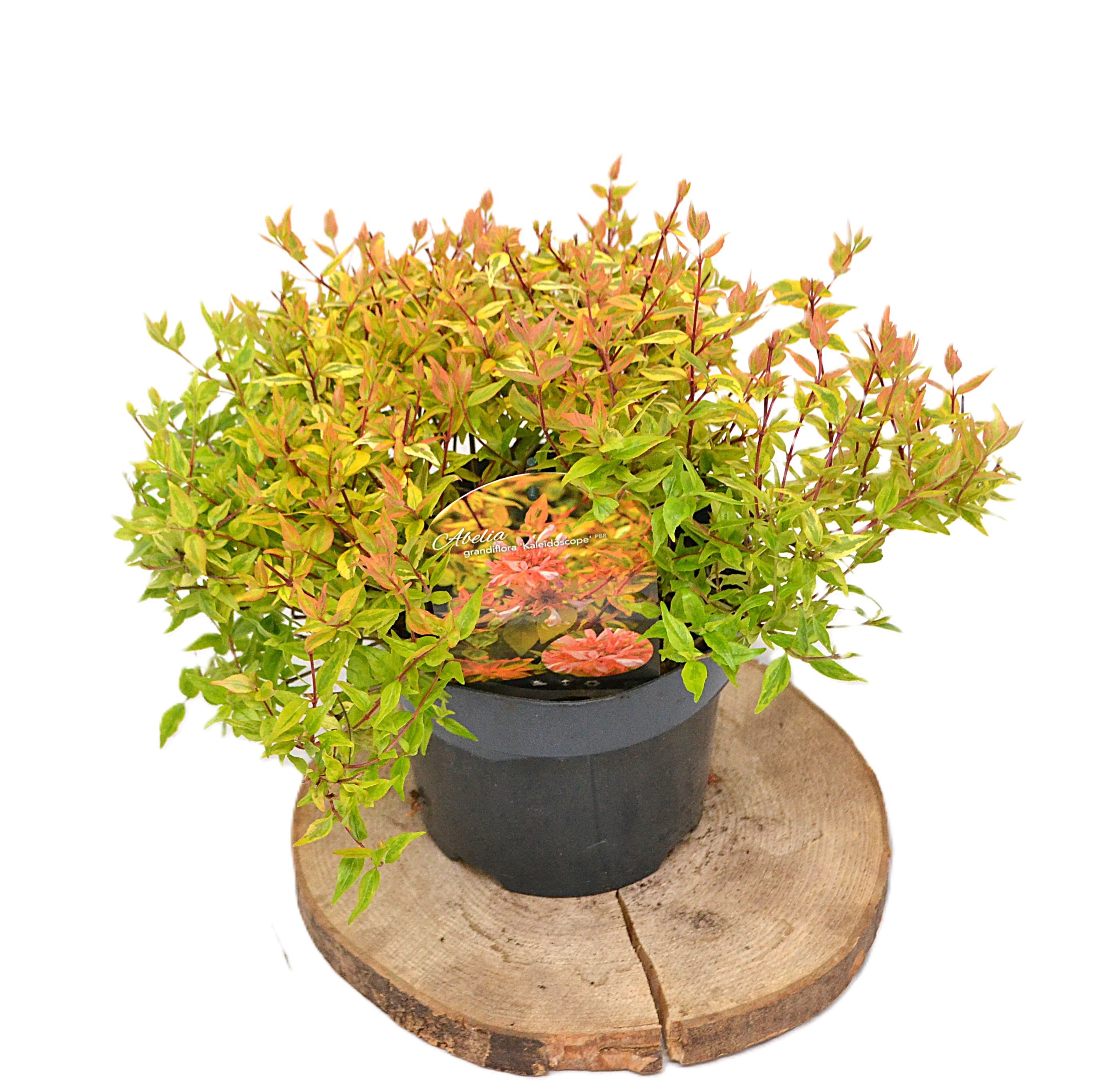 Abelia grandifl. 'Kaleidoscope' C3, D 19