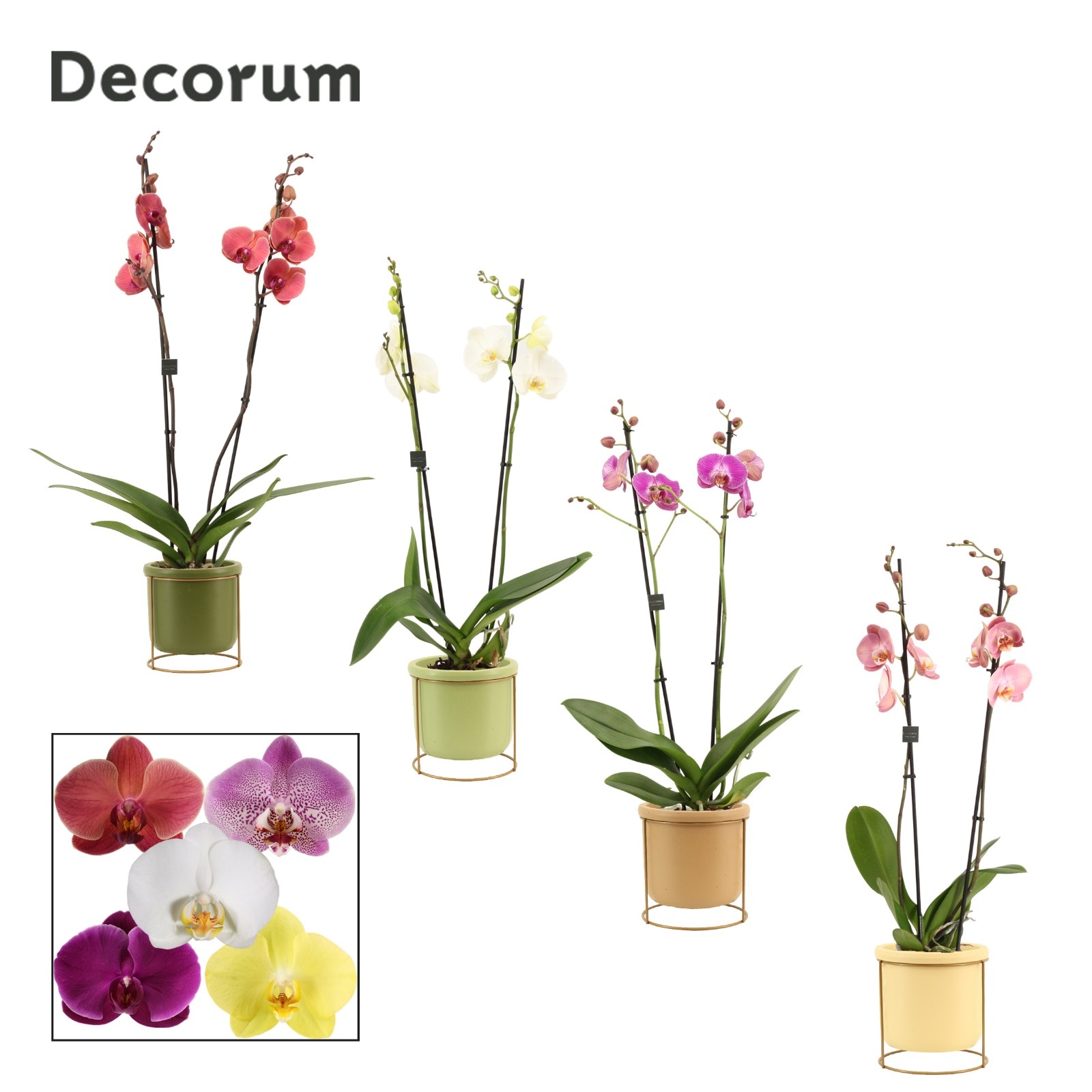 Phalaenopsis 2 tak 16+ mix in Lynn (Silent moods-collection), D 12 cm