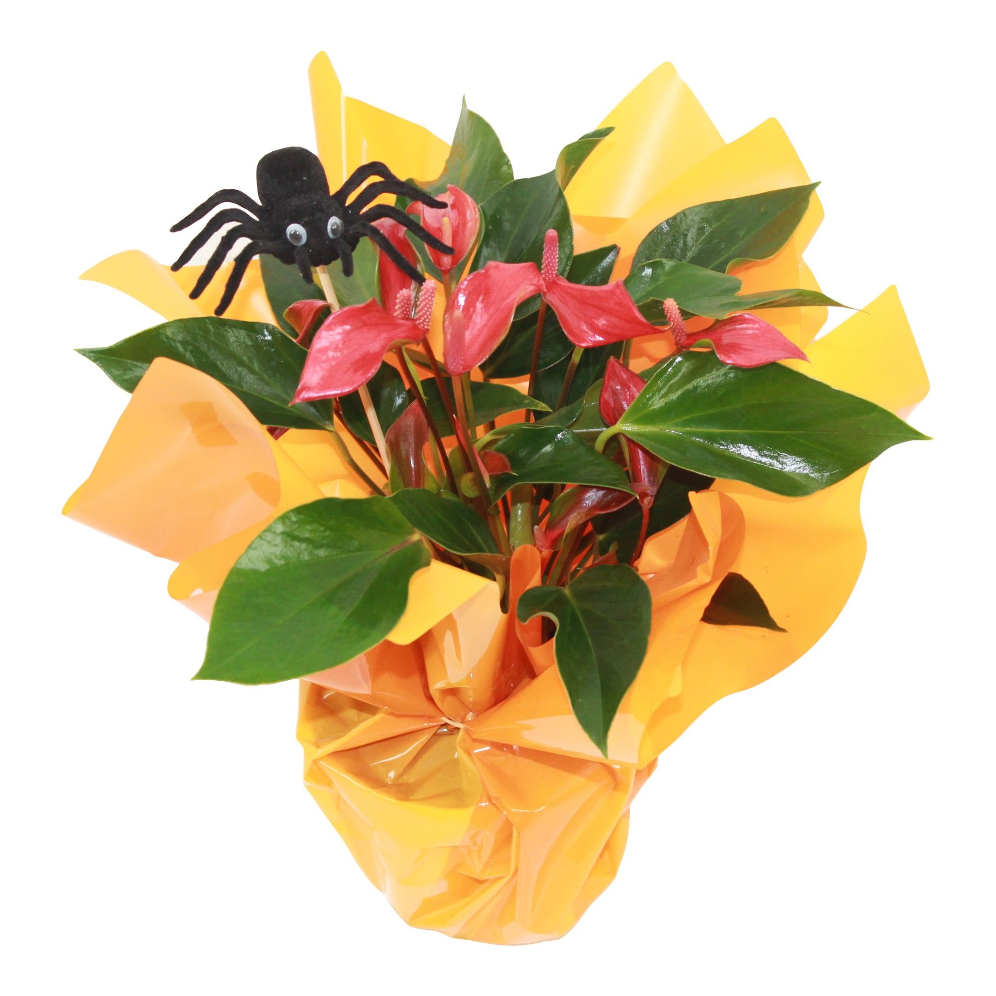 Anthurium XL.67 Trillions Red 14cm met halloween rondello en spinbijsteker, D 14
