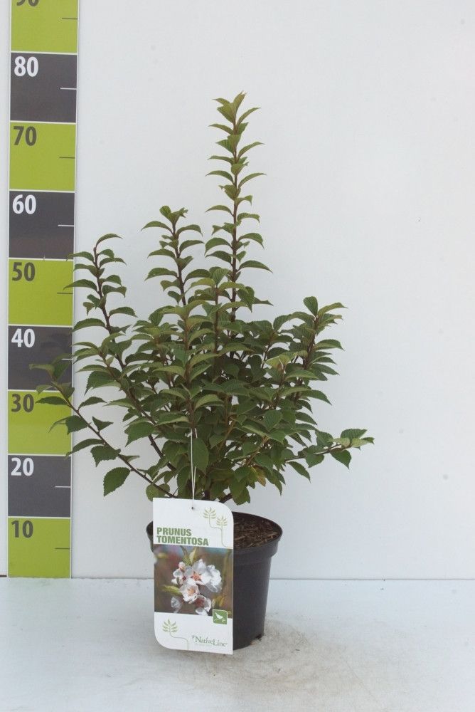 Prunus tomentosa C 3, D 19 cm