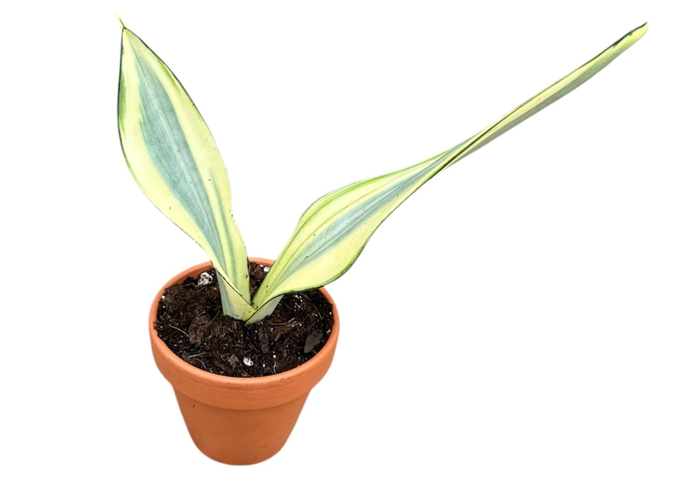 Sansevieria Moonshine Splash, D 8