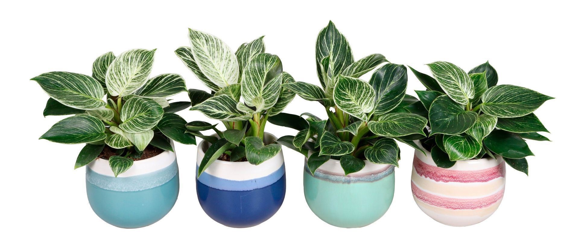 L 67330 Philodendron White Messure 10.5 cm, D 10,5