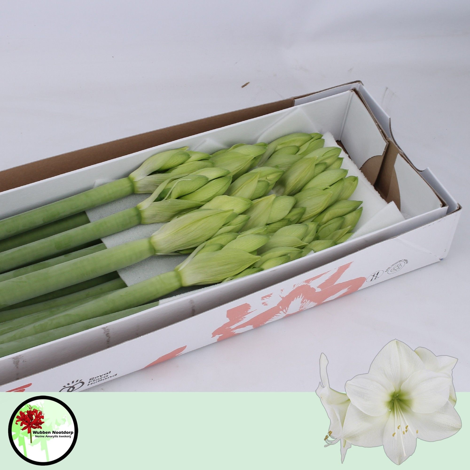 Амарилис Касабланка (бел.) x15, шт.