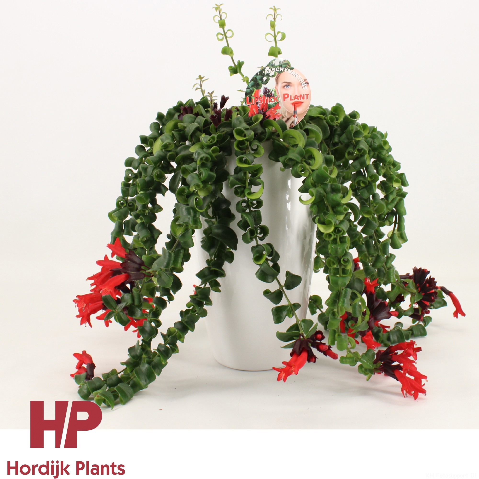 Aeschynanthus krul Keramiek wit, D 15