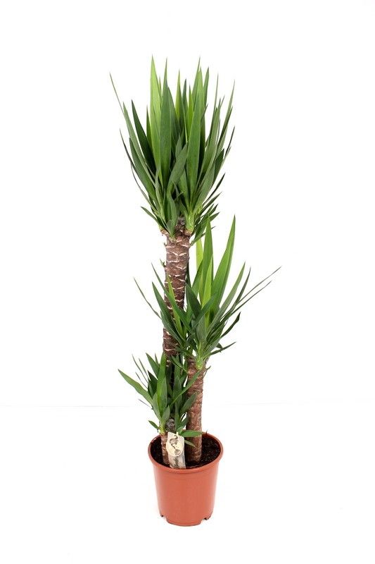 Yucca P24 90-45-20, D 24
