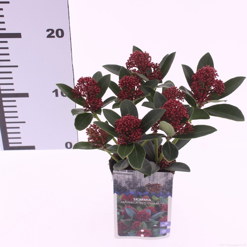 Skimmia jap. 'Red Dwarf', D 9,5