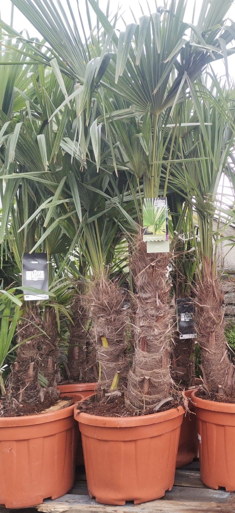trachycarpus fortunei, D 45