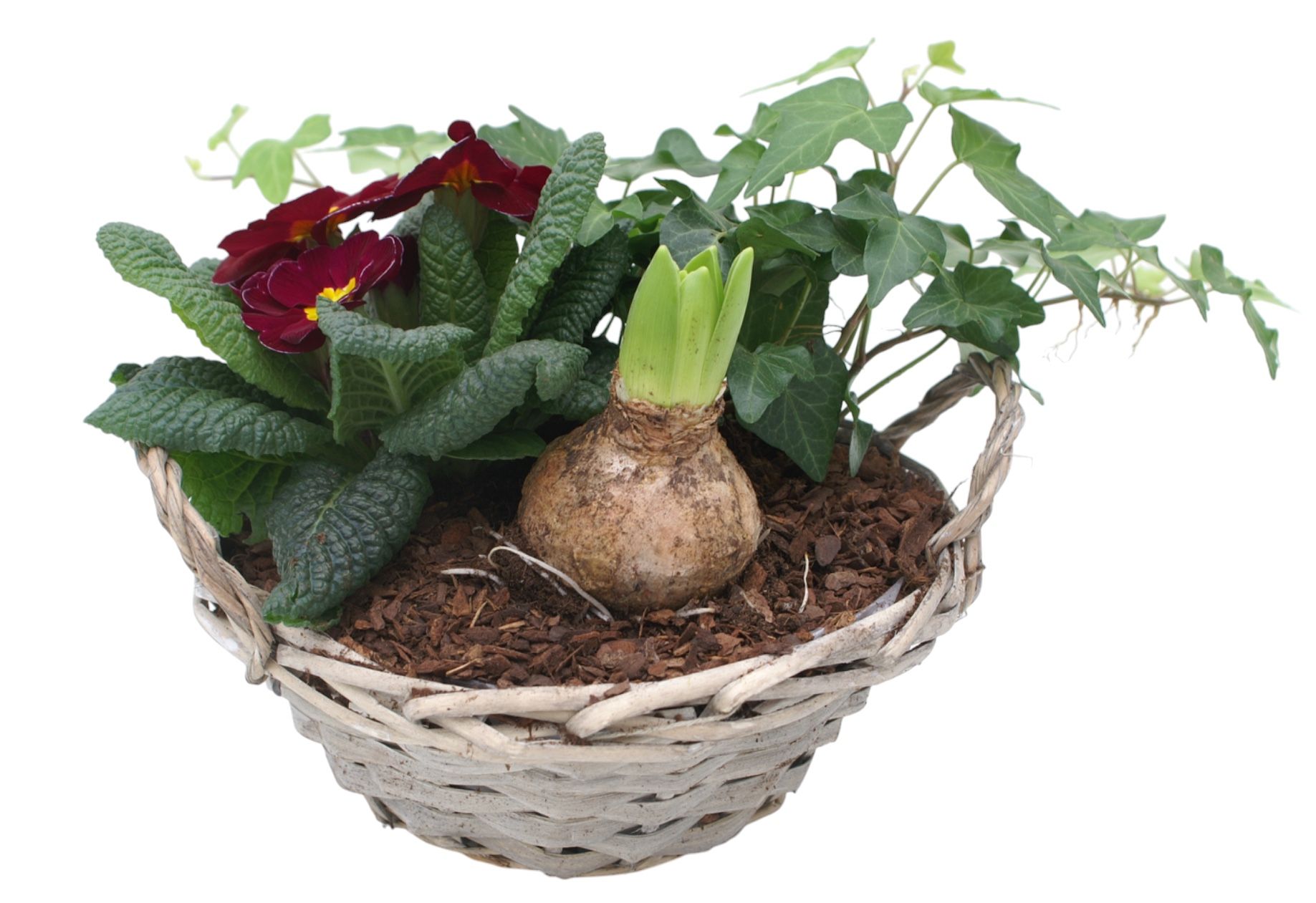 Primula Chipwood 1x hys 1x hedr 1x prim 573, D 19 cm