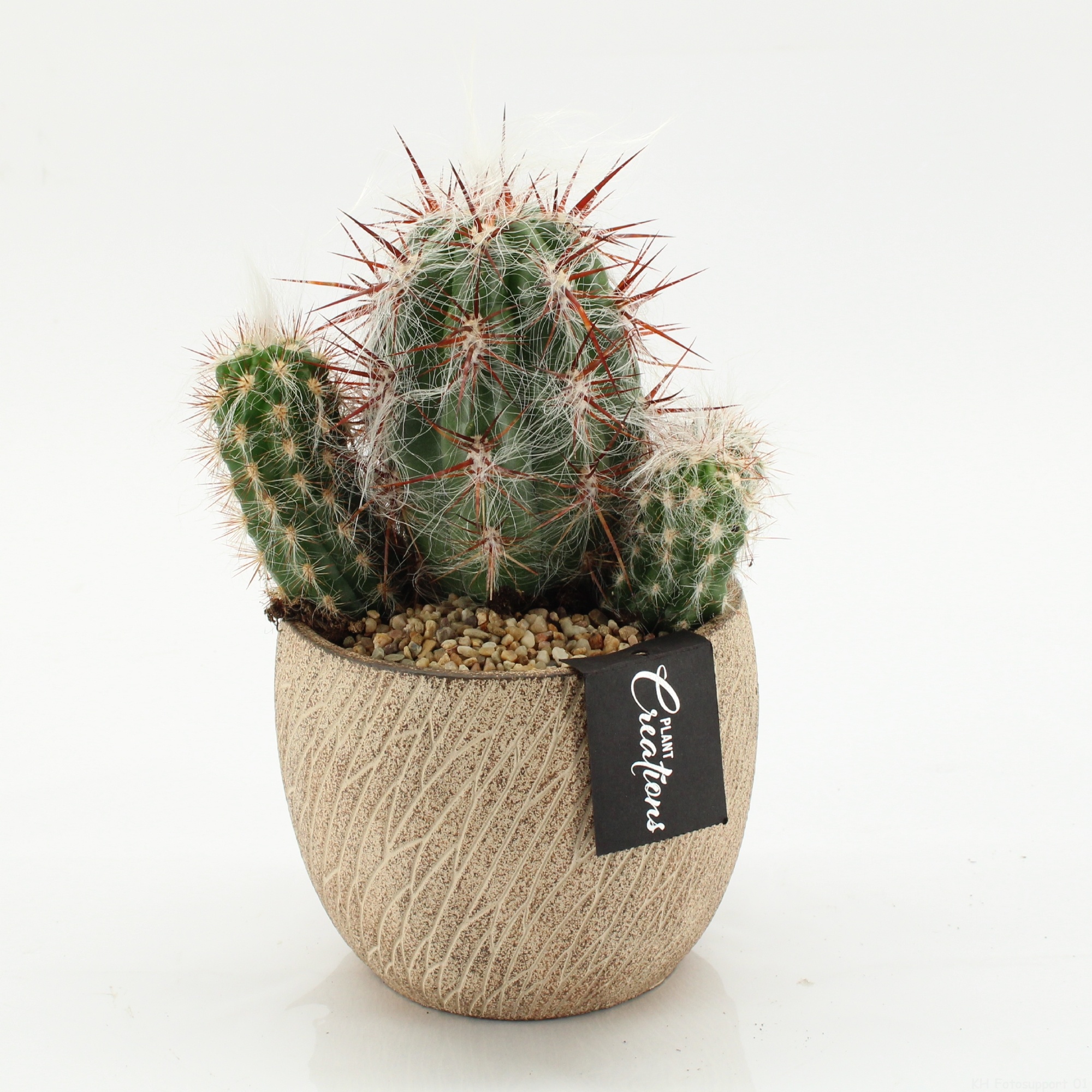 CTCR-2603 Cactus Essentials, D 14