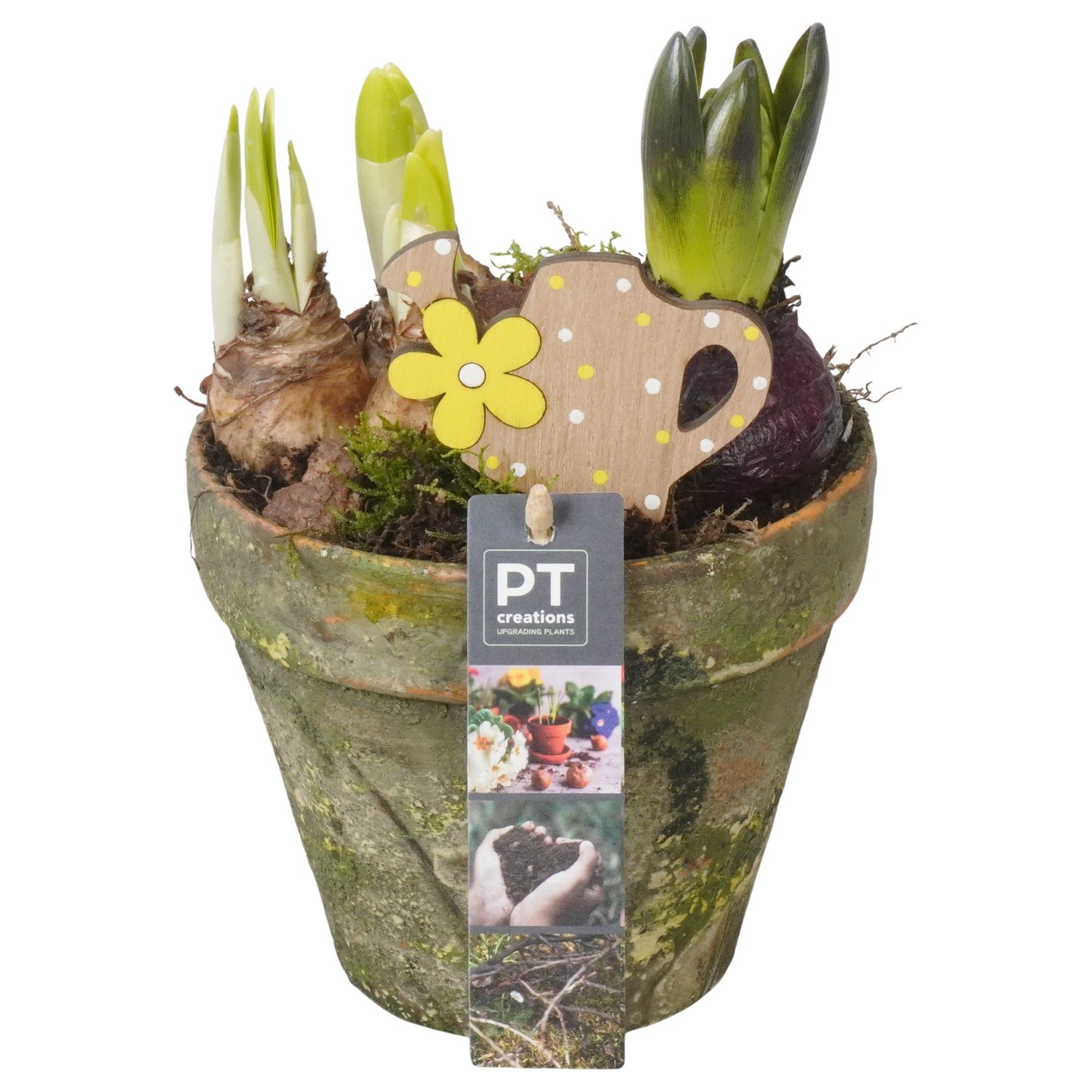 PTBM3867 Arrangement Flower Bulbs Mix in terracotta pot, D 14