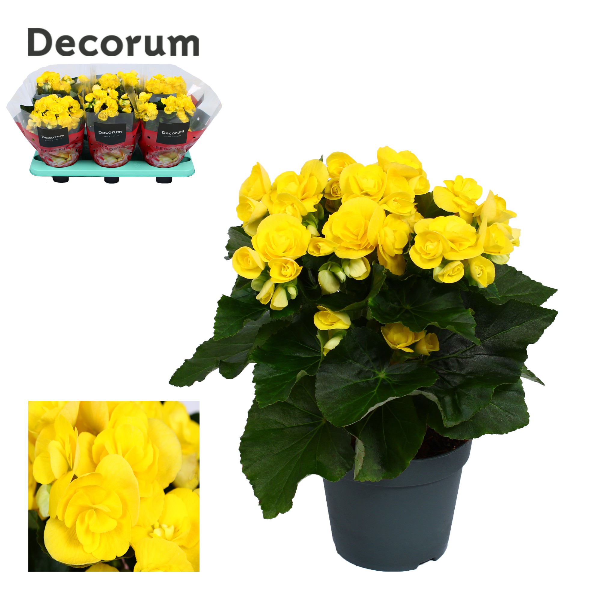 Begonia ''rebecca'' geel Decorum, D 14