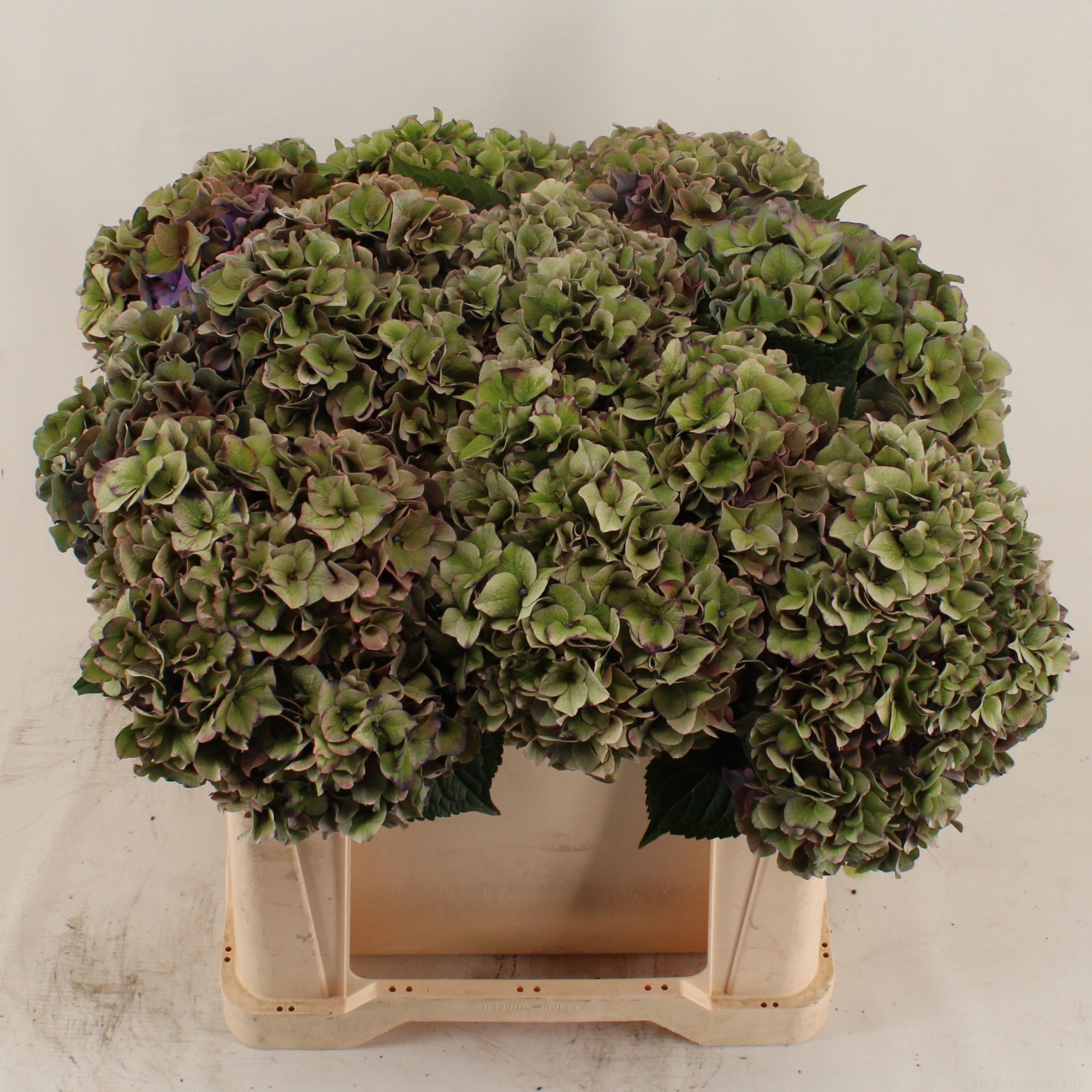 Гортензия Родео Классик 50, шт.