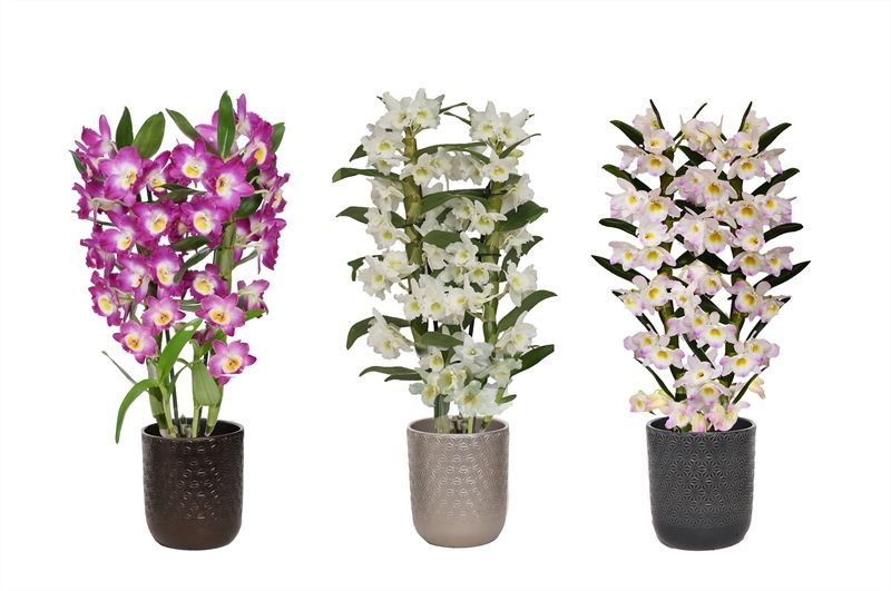 Vera p12 symmetric mix Dendr Nobile mix 2T14+tros, D 12