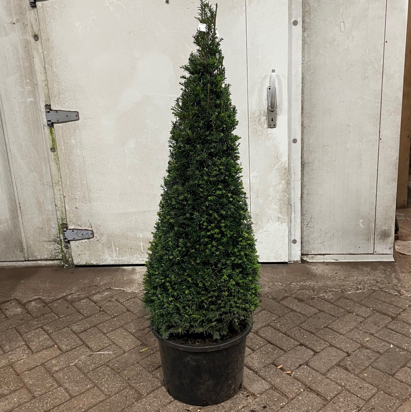 Taxus baccata --kegel 130-140 cm, D 50