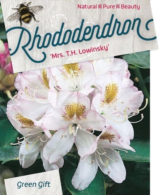 Rhododendron 'Mrs T.H. Lowinsky', D 29