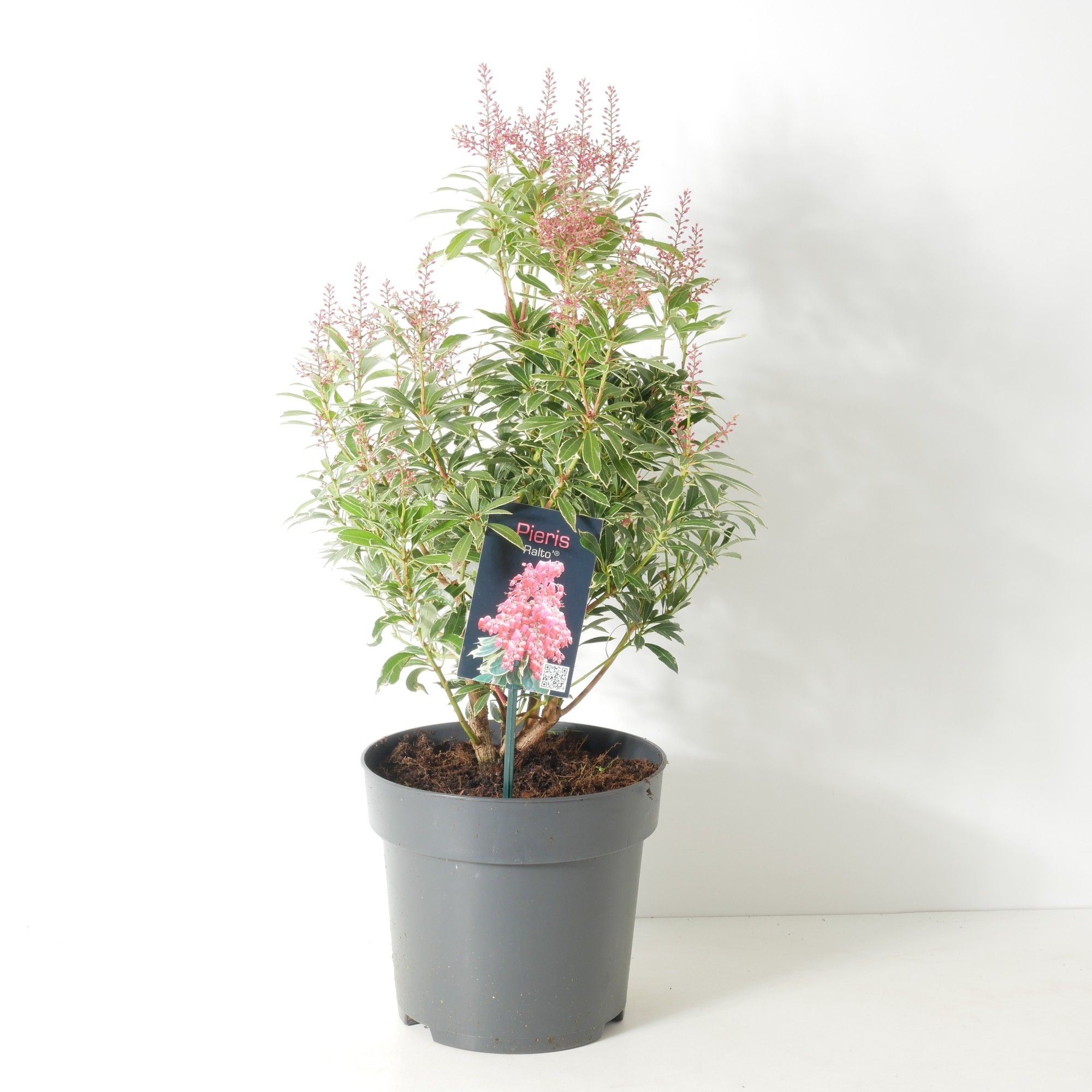 Pieris jap. 'Ralto' P17, D 17 cm