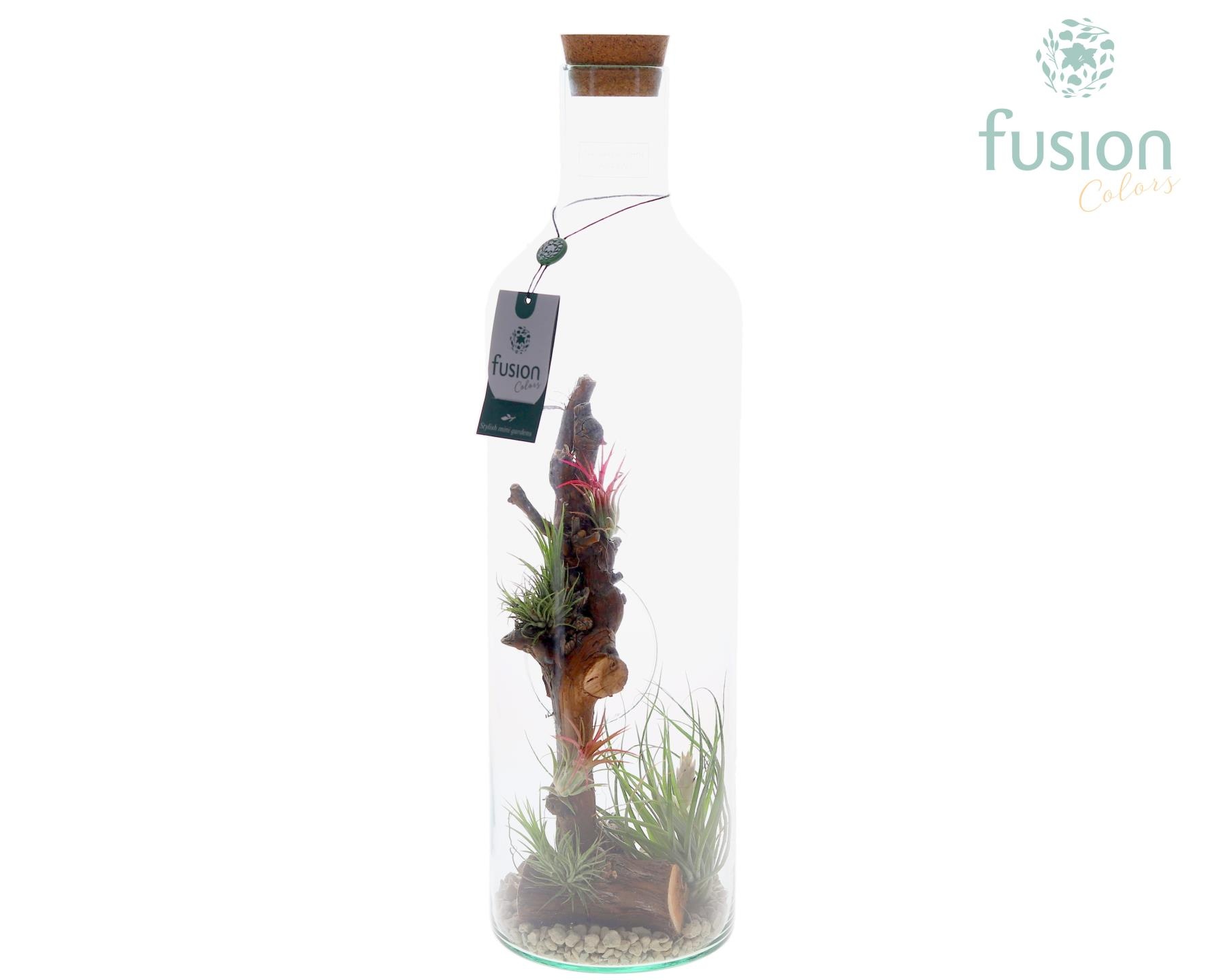 Green Bottle Fles Large met Tillandsia Air plants, D 15