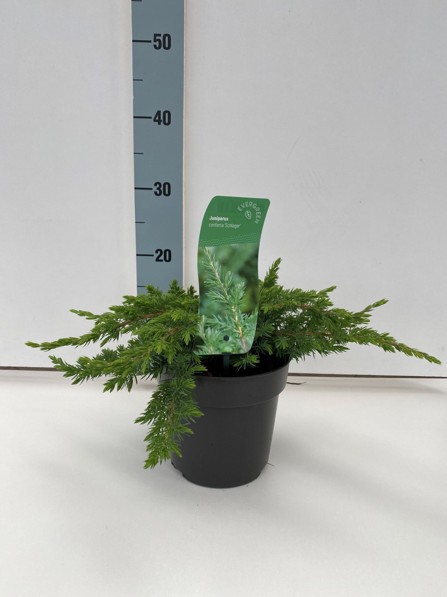 Juniperus conferta 'Schlager', D 17